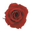 Flor Ever Preserved Flower Short Stem Rose Cherry Red Approx. Flower Diameter 3.5~5 x L20cm FL000072-005
