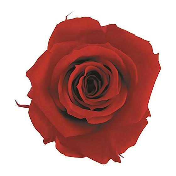 Flor Ever Preserved Flower Short Stem Rose Cherry Red Approx. Flower Diameter 3.5~5 x L20cm FL000072-005