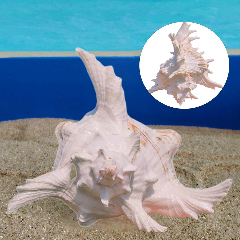 Conch Shell Aquarium Ornament Aquarium Decoration Accessories for DIY Crafts