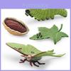 Realistic Pvc 4 Piece Luna Moth Growth Cycle Model Detailed Display Figurine Set