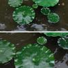Artificial Lotus Leaves 4 Pack Waterproof Pond Plants 4 Sizes Simulation Leaf
