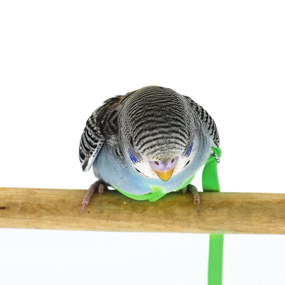 bird leash parakeet