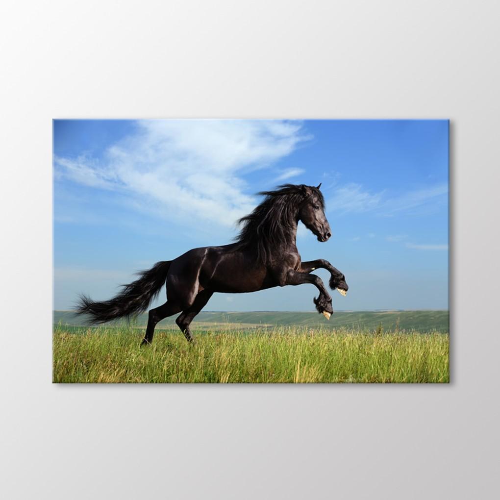 

Черная лошадь картина