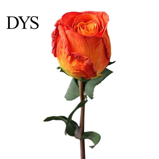 Rose Flower Decor Simulation Vibrant Color Thicker Petals Non-Withering Realistic Looking Bent Freely Decorative Artificial Plant Fine Texture Single