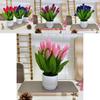 Tulip Miniature Potted Flower For Romantic Celebrations And Photography Prop Applications