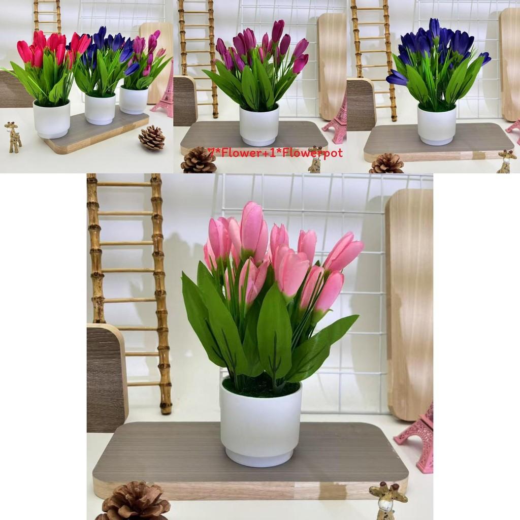 Tulip Miniature Potted Flower For Romantic Celebrations And Photography Prop Applications