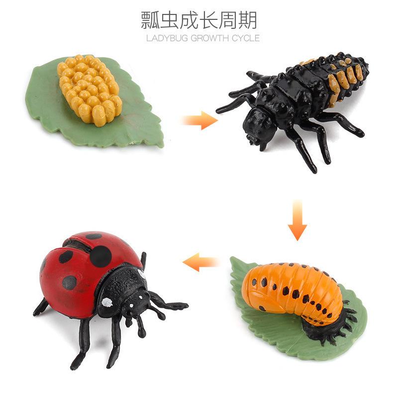 Hot Animal Life Cycle Board Children Toys Montessori Teaching Aids Plant Animal Growth Cycle Model Set Preschool Cognitive Toys