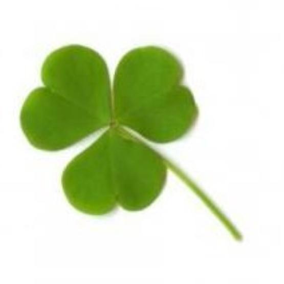 Clover Muay Thai Kickboxing Boxing MMA UFC Casual Shorts Gym Sport Unisex Men Women Workout Quick Dry Print Elastic High Waist Training