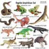 Frog Life Cycle Model Set: Tadpole to Frog Educational Toys for Kids