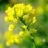 500 White Mustard Seeds - Aromatic Vegetable Garden Plants - Reproducible Peasant Seeds - Semiwild