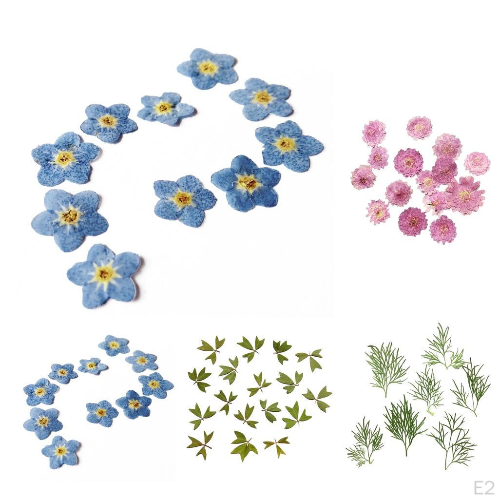 0pcs Pressed Natural Dried Flowers Real Leaves For crafts Material
