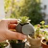Succulent Planter 3D Printed Elephant Flowerpot Plastic Small Cactus Plant Holder  Home Office