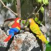 Artistic Macaw Bird Figurine Realistic Design Resin Parrots Flower Pot Huggers Hanging Ornament For Home Garden Display