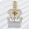 Human Pelvis Skeleton Model with Vertebrae Teaching Tools 5 Parts Assembled Children Educational Toy