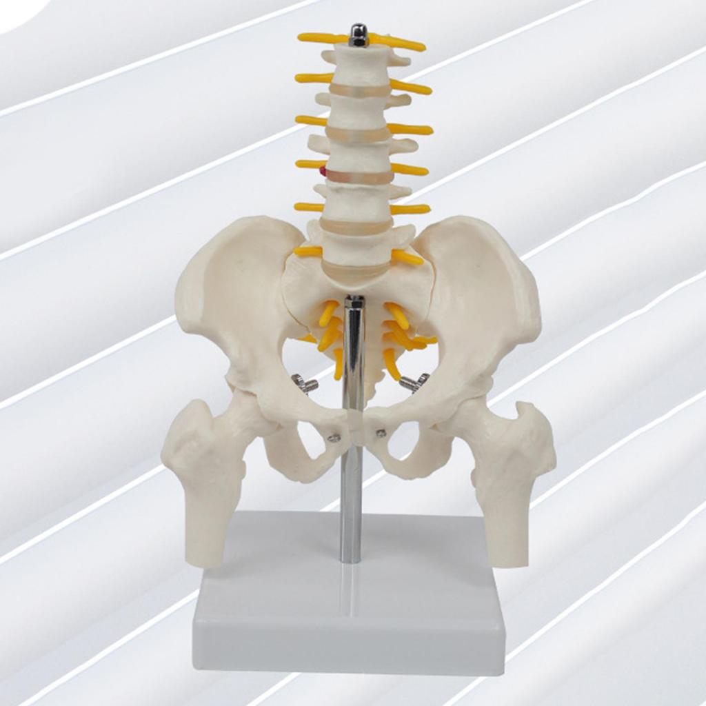 Human Pelvis Skeleton Model with Vertebrae Teaching Tools 5 Parts Assembled Children Educational Toy