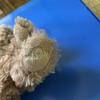 [USED] Bukowski Teddy Bear Stuffed Animal