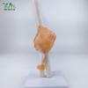 Anatomical Human Elbow Joint Model with Ligaments