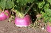 SAFLAX Organic - Turnip - Milan Purple - 600 Seeds - With Potting Substrate for Better Cultivation - Brassica Rapa