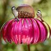 Y5JC Outdoor Stakes Bird Feeder Red Hummingbird Feeders Large Coneflower