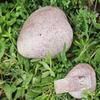 Natural Looking Disguised Rock Key Storage Box Resin Fake Rock Statue Decoration  Outdoor