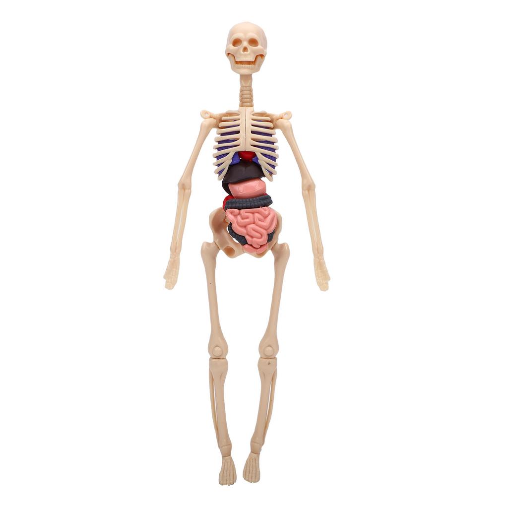 Clear Human Body Skeleton Model Kit 3D Human   Structure Model Kit with Removable Organs for Kids