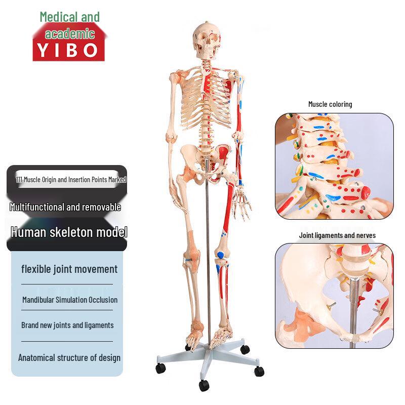 Anatomical Human Skeleton Model