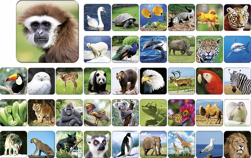 ZOO ADAMIGO MEMORY 7264