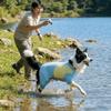 Cool Feeling Dog Sunscreen Costume Sun Protection Dog Summer Clothes  Insect Protection Season