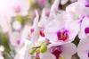 Orchidee Potgrond met Meststof