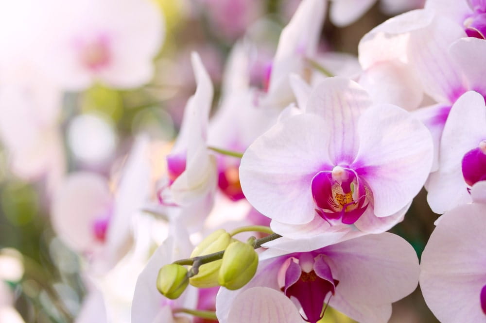 Orchidee Potgrond met Meststof