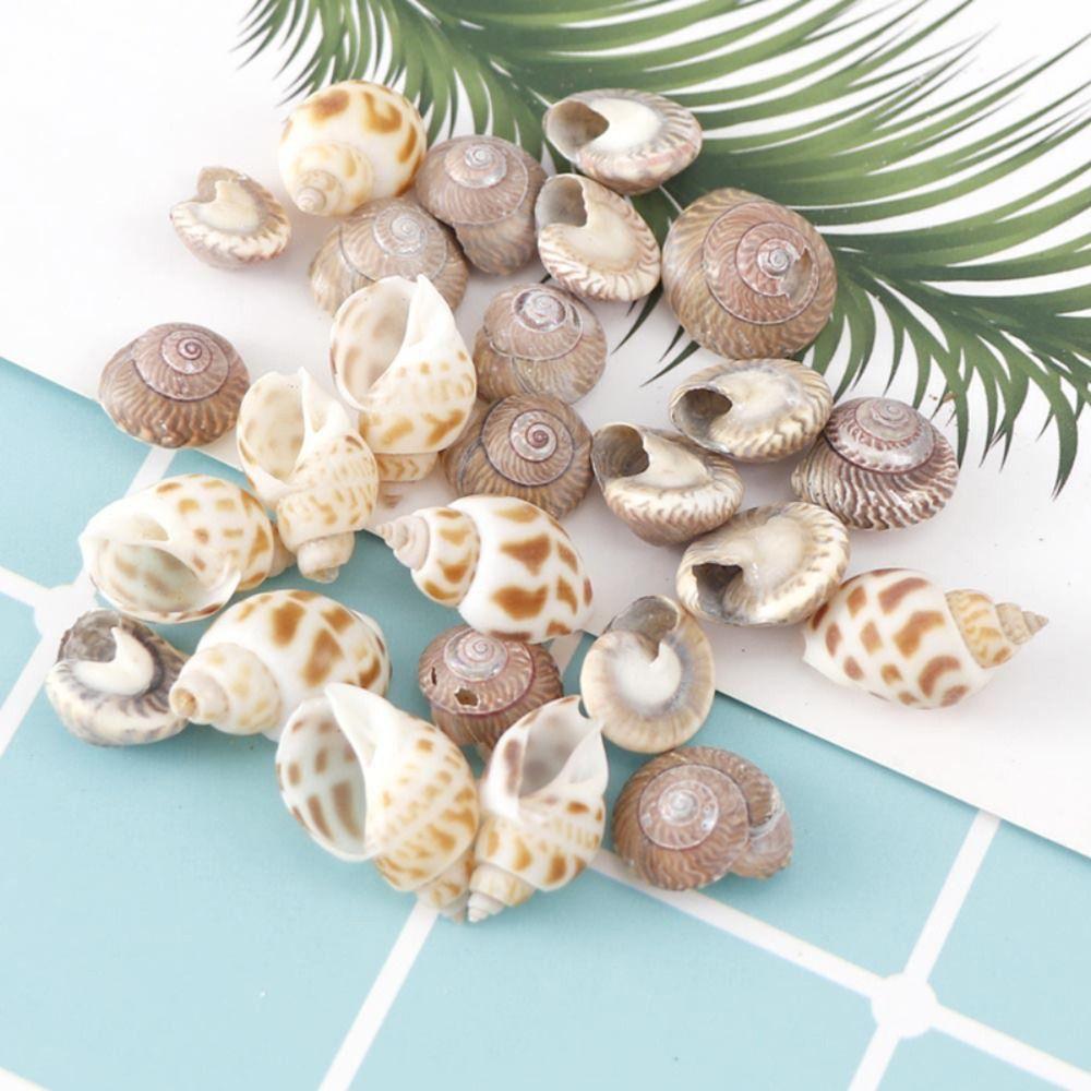 Shell Pendant Natural Sea Shells Aquarium Landscape Scallop Wind Chime Accessories Conch Fish Tank