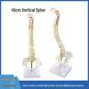 45CM Colorful Spine Model: Vertebral Column with Pelvis, Femur, Coccyx, Lumbar, Cervical Vertebrae for Chiropractic Use