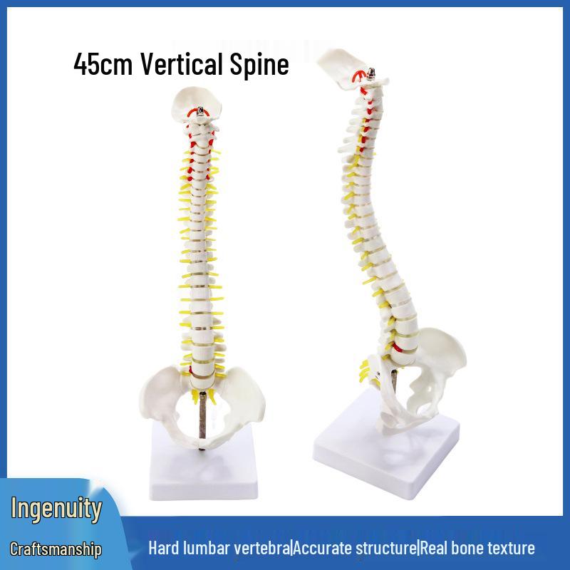 45CM Colorful Spine Model: Vertebral Column with Pelvis, Femur, Coccyx, Lumbar, Cervical Vertebrae for Chiropractic Use