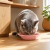 Ceramic Cat Bowl for Dry Wet Food, Microwave Dishwasher Safe Pet Feeder Plate, Whisker Friendly Kitten Food Water Dish