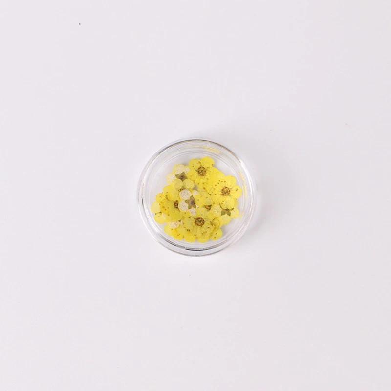 20pcs/Box Nail Art Dried Flowers Spirea Small Plum Narcissus Nail Art Color Mixed Flower Dried Flower Patch DIY Nail Decoration