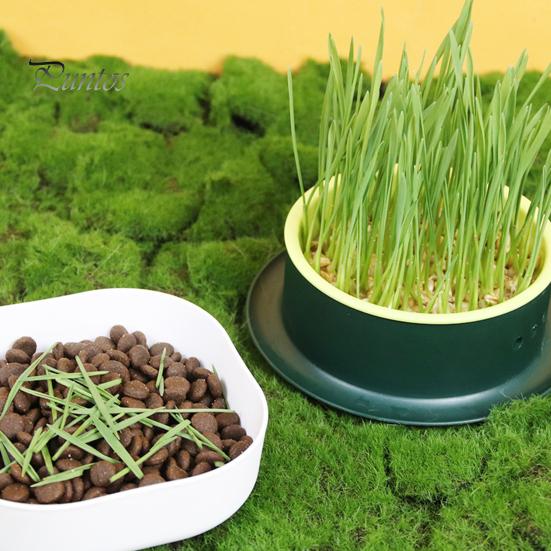 Grass Planting Box Reusable Hydroponic Cat Grass Planting Box Durable Convenient Grass Growing Box for Home