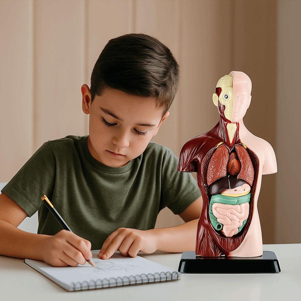 DIY Mannequin Menschlicher Torso Anatomiemodell Konstruktion Kind Skelettmodell Geburtstagsgeschenk für Kinder