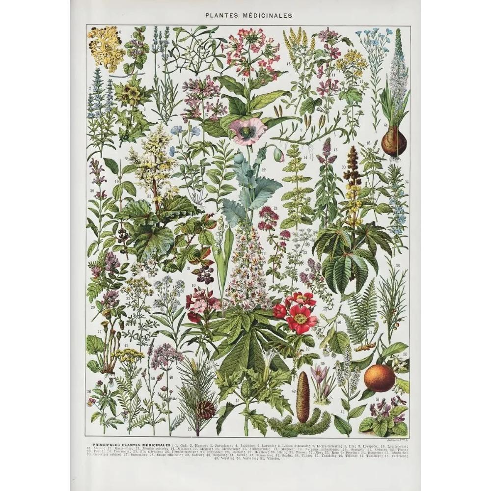 Arte Murale Classica Vintage Piante Fungo Fiore Medicinale Insetto Farfalla Verdura Zucca Carota Tela Poster ad Olio e Stampe