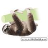 TAKARA TOMY Sloth Animal Dinosaur Realistic Moving Figure Toy Ages 3 and up Passes Toy Safety Standards ST Mark Certification ANIA TAKARA TOMY "Ania