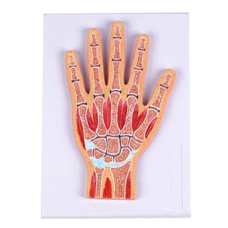 

Interactive Wrist Joint Model PVC Wrist Joint Educational Tool Designed For Layered Study In Medicals Training Field 1