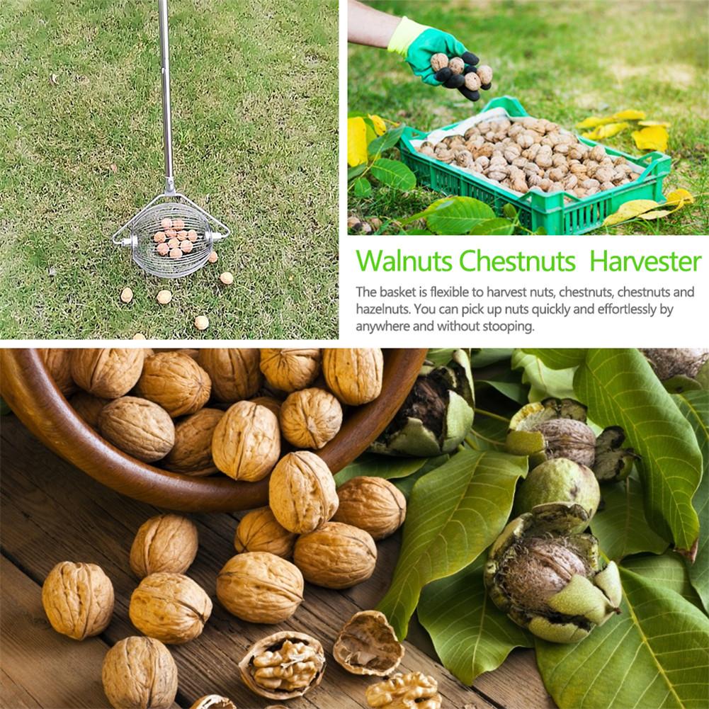 Walnüsse Kastanien Erntemaschine Aluminiumlegierung Obstsammler Schneller Obsterntemaschine Ballpflücker Obstgartenwerkzeug Gartenwalzen-Erntemaschine