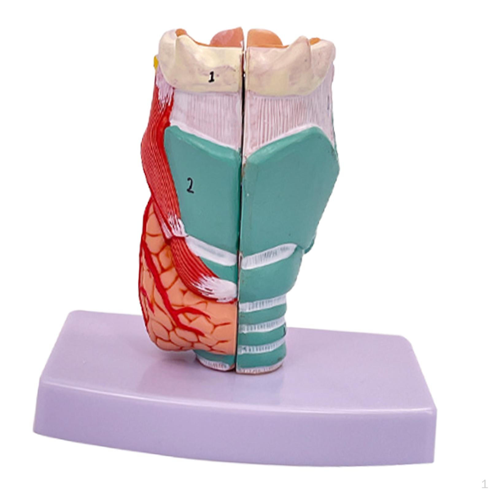 

Модель гортани человека Учебный демонстрационный инструмент 1:1 Профессиональный учебный пособие по горлу для школы