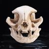 Resin Animal Skull Ornament Funny Cat Skull Statue Halloween Cat Skull Model Holiday Party Decor