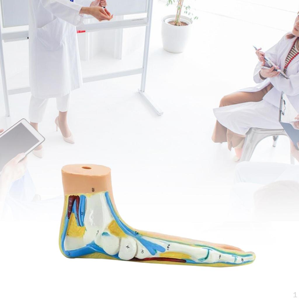 Anatomisches Fußmodell, menschliches Skelett, medizinisch-praktisch, mit digitalen Zeichen für die Forschung