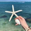 1 pz Set di stelle marine in resina fatte a mano in stile bohémien (4 pezzi)