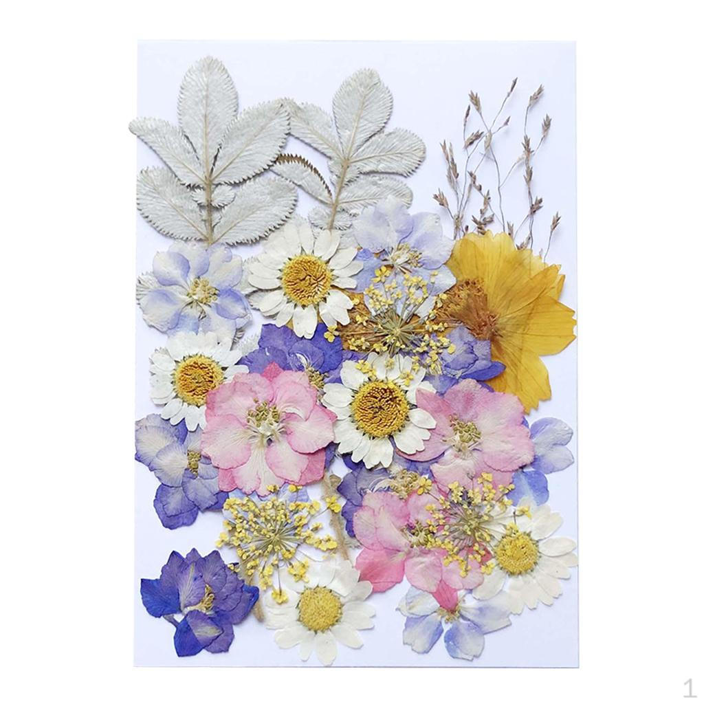 Pressed Dried for Resin Making Scrapbook Craft 29pcs Dried Flowers