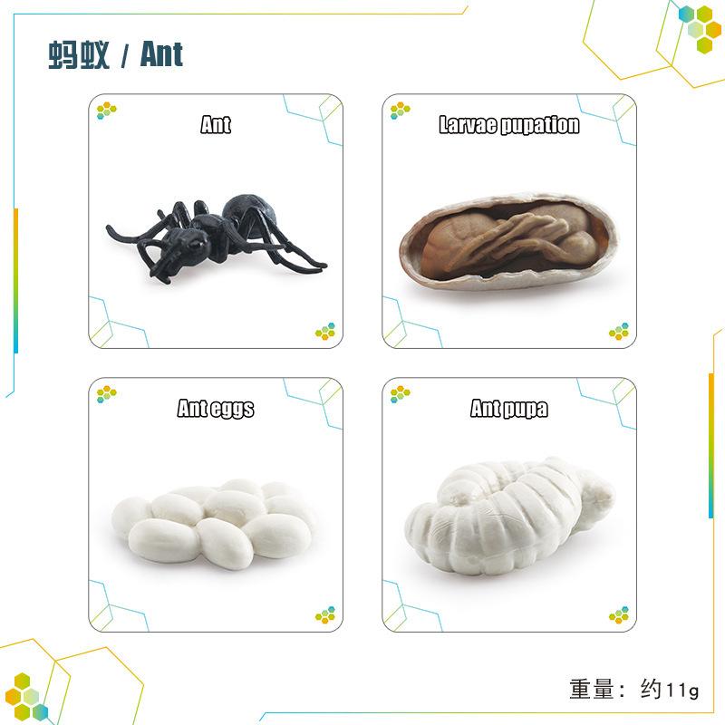 Children'S Science And Education Cognition 16 Animal, Plant And Insect Life Cycle Cards Early Childhood Education Card Toys