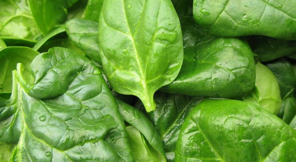 200 Monstrous Spinach Seeds from Viroflay - Vegetable Garden - Reproducible Peasant Seeds - Semi-Wild