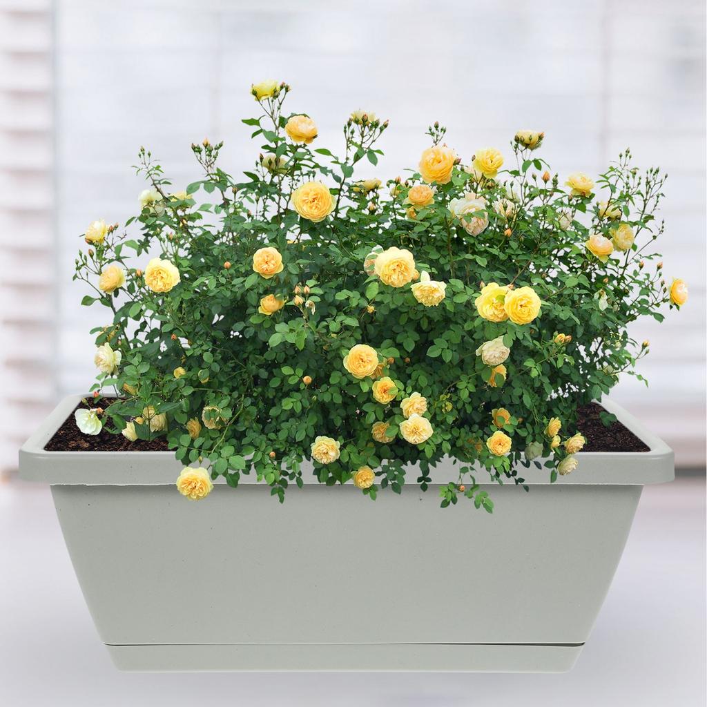 4pcs Window Box Planter Plastic Vegetable Flower Boxes Rectangular Flower Pots with Saucers Indoor Outdoor Plant Box
