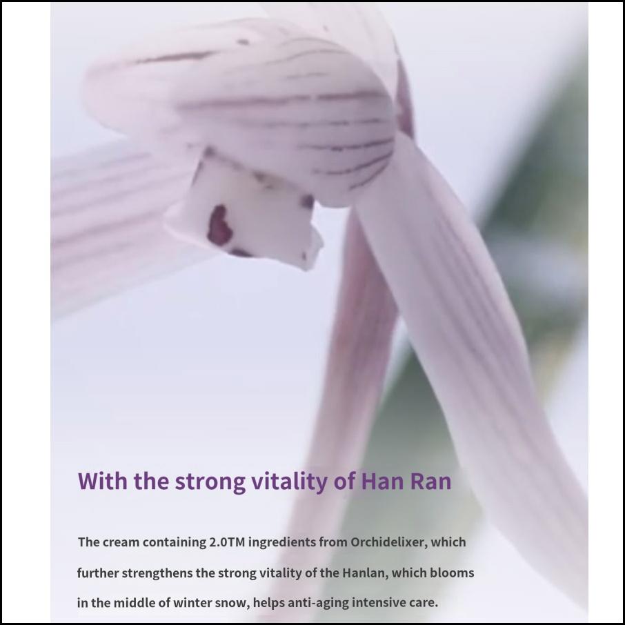 Innisfree Jeju Orchid Enriched Cream 50ml Anti-Aging Moisturizer for Firm, Nourished Skin